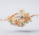 알부민, 단백질 보충제